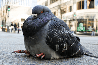 pigeon